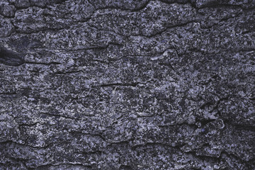 cracked rough purple tree bark background
