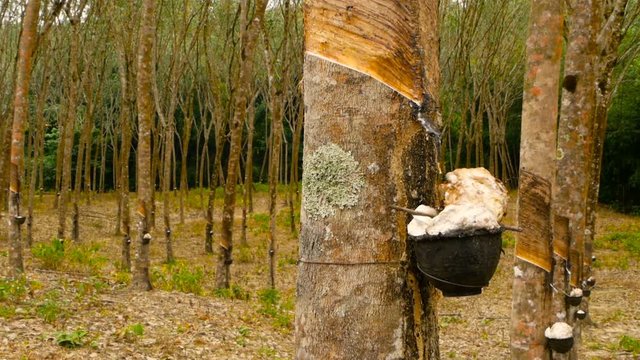 Plantation for the extraction of natural latex from rubber trees.