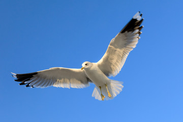 Naklejka premium closeup of a flying seagull (laridae)