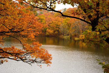 Obraz na płótnie Canvas 八塩湖の紅葉