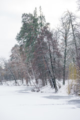 frozen lake and trees in snowy forest