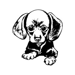 The puppy Dachshund graphics