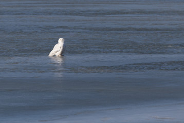 Snowy Owl On Ice 