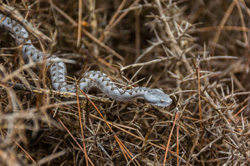 Nose-horned viper Vipera ammodytes