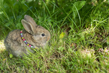 Cute Easter pet rabbit on green grass decorated with colourful beads