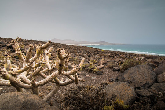 Seaview landscape with verode succulent plant in the foreground, Lanzarote, Spain. Wallpaperor background with copy space.