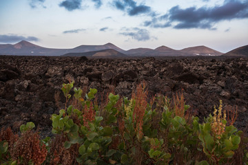 Lanzarote canarian landscape with green bush in the foreground and volcanic rocks in the background. Spain.