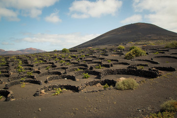 Landscape with Lanzarote vineyards hills in Geria region, Canary islands, Spain.