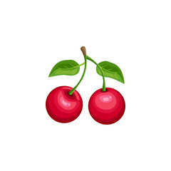 Vector Red cherry isolated on white background.   