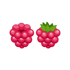 Vector ripe raspberry isolated on white background.   