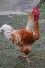 Cock 