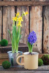 Spring flowers yellow narcissus and blue hyacinth on the wooden background. Easter and March 8...