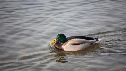  male mallard on the river