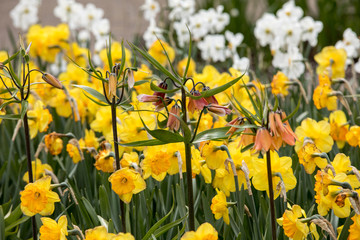 Obraz premium Spring blooming yellow daffodils and Fritillaria imperialis in garden