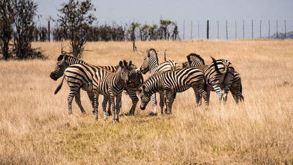 Fototapeta na wymiar Group of zebras in their natural habitat