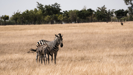 Fototapeta na wymiar Zebra with its child