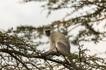 vervet monkeys in the Maasai Mara