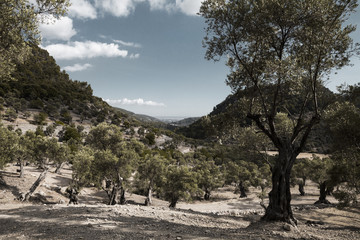 Bäume in sandiger Landschaft