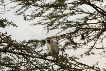 vervet monkeys in the Maasai Mara