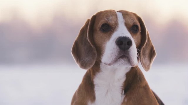 Beagle Dog Sittin On Snow And Shaking From The Cold Slow Motion 180fps