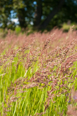 Perennial Herbaceous Plant. Fescue Grass (Festuca Partensis) Grow On Summer Sunny Meadow.