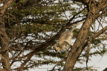 vervet monkeys in the Maasai Mara