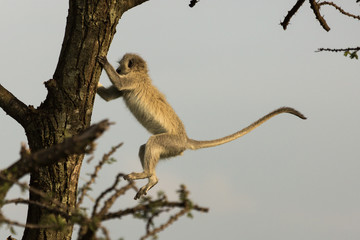singe vervet sautant dans un arbre dans le Masai Mara
