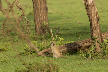 vervet monkeys in the Maasai Mara