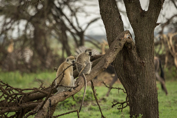 vervet monkeys in the Maasai Mara