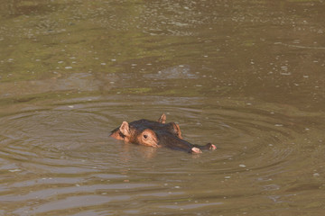 Fototapeta premium hippos submerged in water in the Maasai Mara