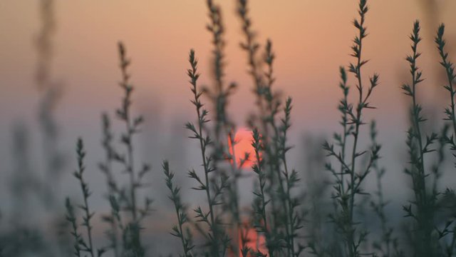 Red sun going down over the water, view through the grass. Quiet nature scene in the evening