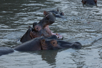 Fototapeta na wymiar yawning hippo in the Maasai Mara