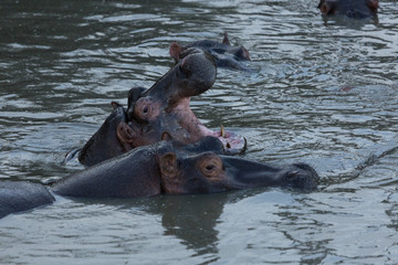 yawning hippo in the Maasai Mara