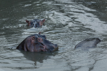 hippos submerged in water in the Maasai Mara