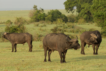 Obraz na płótnie Canvas cape buffalo on the Maasai Mara preserve, Kenya
