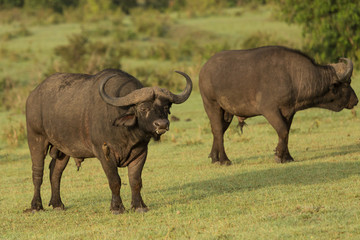 cape buffalo on the Maasai Mara preserve, Kenya