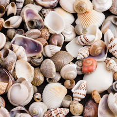 group of small sea shells from the sea shore