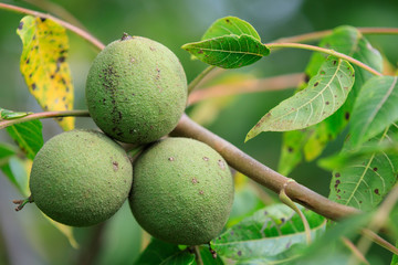 macro photo of fresh green young fruits of walnut on a tree