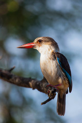 Woodlands Kingfisher
