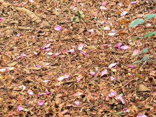 Carpet of fallen dry leaves with pink petals in autumn.