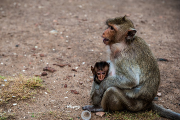 Scimmia nel tempio delle scimmie di Lopburi, Thailandia