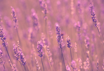 Vintage soft photo of lavender field