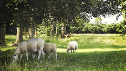 Naklejka na ściany i meble Sheep grazing in the english countryside
