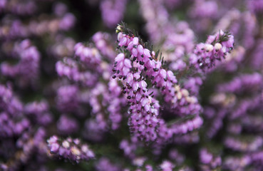 Beautiful wild lavender with bokeh effect in the background 