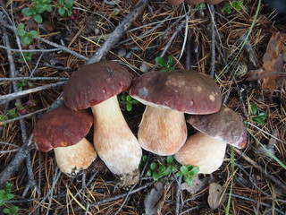 Four mushrooms in the forest