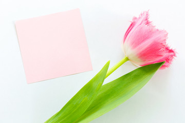 Pink Tulip on a white background. Space for text. Postcard