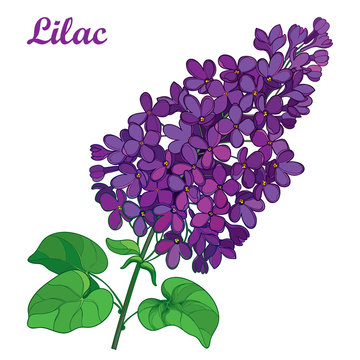 34,078 BEST Purple Lilacs IMAGES, STOCK PHOTOS & VECTORS | Adobe Stock