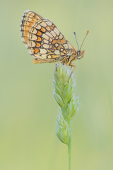 The beauty of butterflies