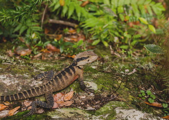 Wilderness Lizard