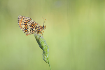 The beauty of butterflies